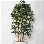 PLANT IMAGE RAPHIS PALM 1800 X 900MM
