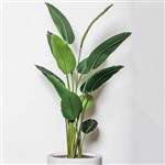 PLANT IMAGE GIANT BIRD OF PARADISE 1800 X 700MM