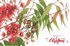 CHRISTMAS CARD AUSTRALIAN GREETINGS