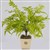 PLANT IMAGE FOREST FERN LARGE 660 X 500MM GREEN