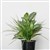 PLANT IMAGE ZEBRA MIX TAMBOUR POT