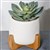 PLANT IMAGE DESK PLANTER SUCCULENT 200 X 170MM