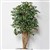 PLANT IMAGE RETUSA TREE 1800 X 900MM