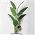 PLANT IMAGE GIANT BIRD OF PARADISE 1800 X 700MM